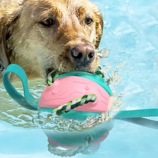 Interaktiv frisbee boll hund leksak