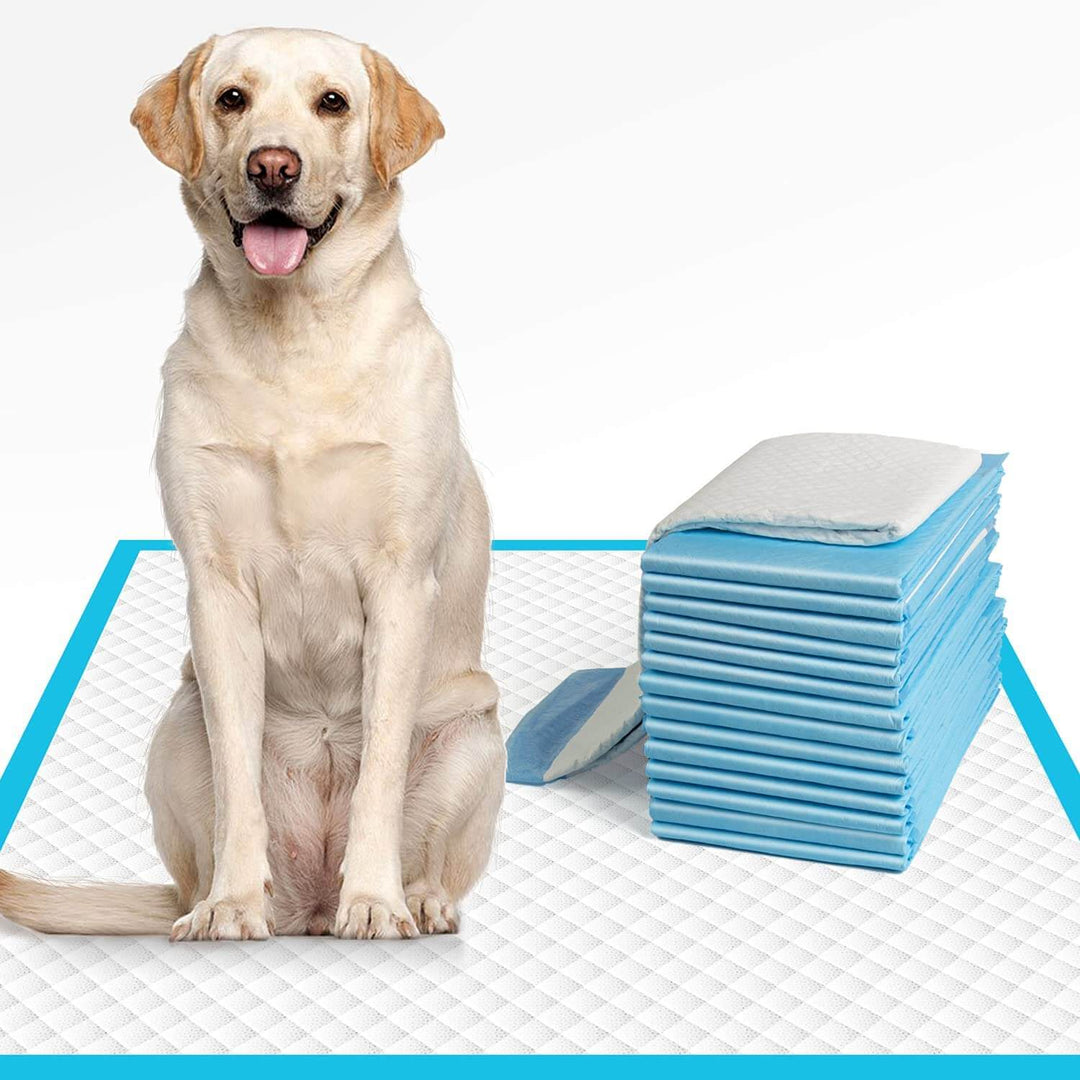 Kissar för hund