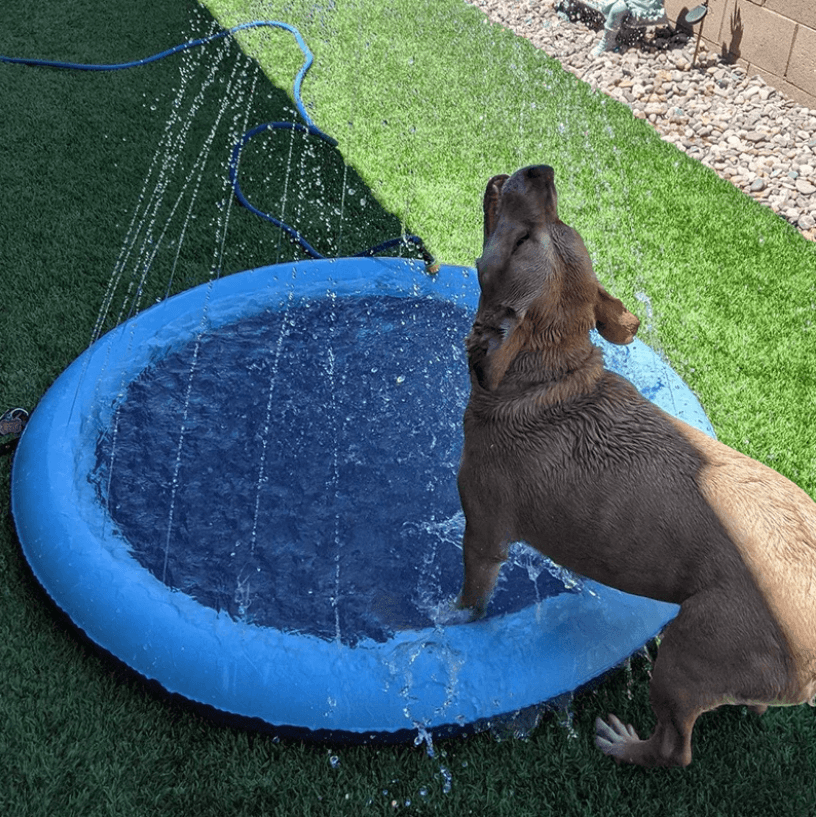 Hund Sprinkler Pad