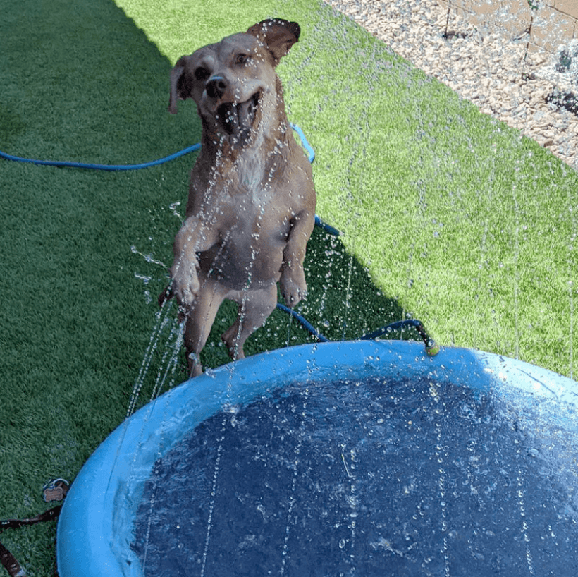 Hund Sprinkler Pad